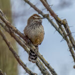 Cactus Wren (Campylorhynchus brunneicapillus) @ Sonoran Desert, Arizona, USA. Photo: Håvard Rosenlund
