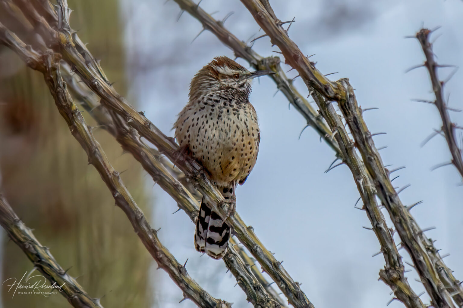 Cactus Wren (Campylorhynchus brunneicapillus) @ Sonoran Desert, Arizona, USA. Photo: Håvard Rosenlund
