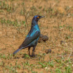 Cape Starling (Lamprotornis nitens) @ Hluhluwe-iMfolozi Park, South Africa. Photo: Håvard Rosenlund