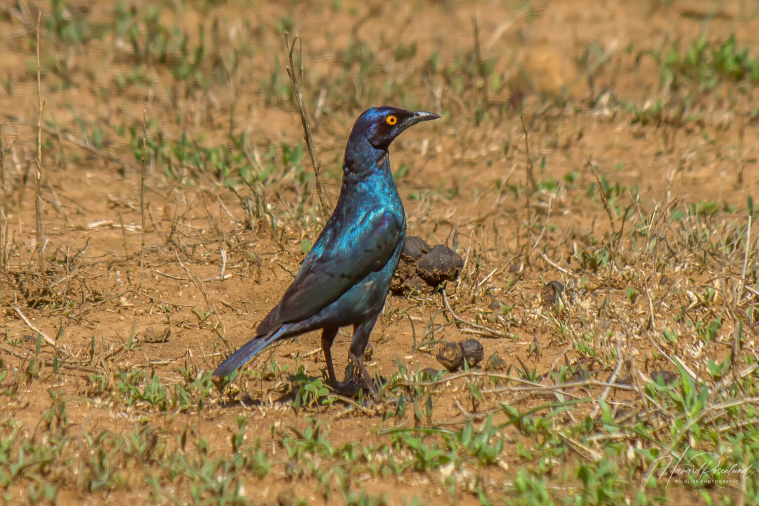 Cape Starling (Lamprotornis nitens) @ Hluhluwe-iMfolozi Park, South Africa. Photo: Håvard Rosenlund