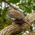 White-winged Dove (Zenaida asiatica) @ Sonoran Desert, Arizona, USA. Photo: Håvard Rosenlund