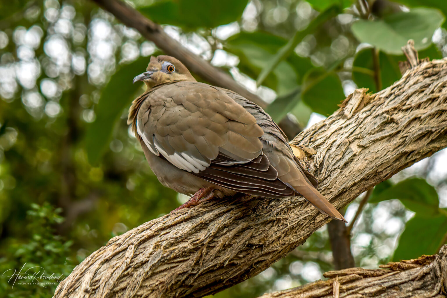 White-winged Dove (Zenaida asiatica) @ Sonoran Desert, Arizona, USA. Photo: Håvard Rosenlund