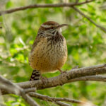 Cactus Wren (Campylorhynchus brunneicapillus) @ Sonoran Desert, Arizona, USA. Photo: Håvard Rosenlund