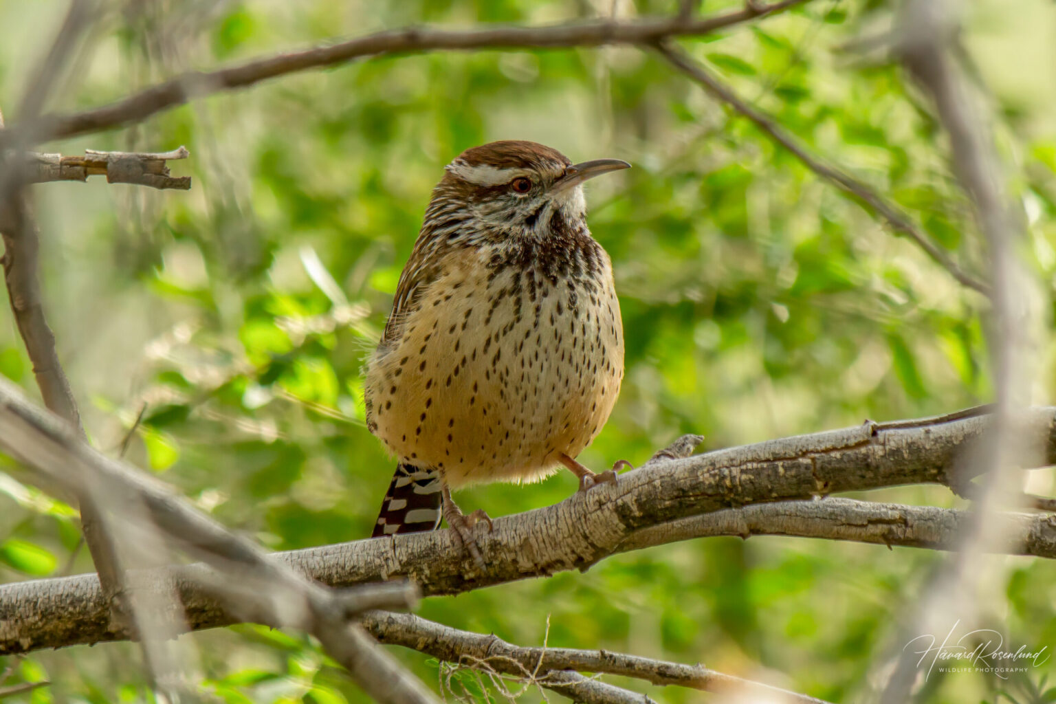 Cactus Wren (Campylorhynchus brunneicapillus) @ Sonoran Desert, Arizona, USA. Photo: Håvard Rosenlund