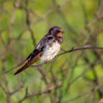 Barn Swallow (Hirundo rustica) @ Tembe Elephant Park, South Africa. Photo: Håvard Rosenlund