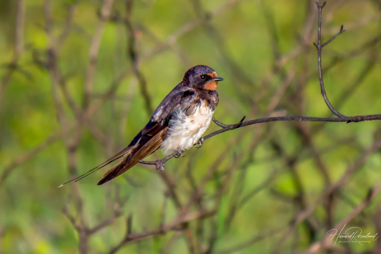 Barn Swallow (Hirundo rustica) @ Tembe Elephant Park, South Africa. Photo: Håvard Rosenlund