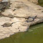 Serrated Hinged Terrapin (Pelusios sinuatus) @ Hluhlwe-iMfolozi Park, South Africa. Photo: Håvard Rosenlund