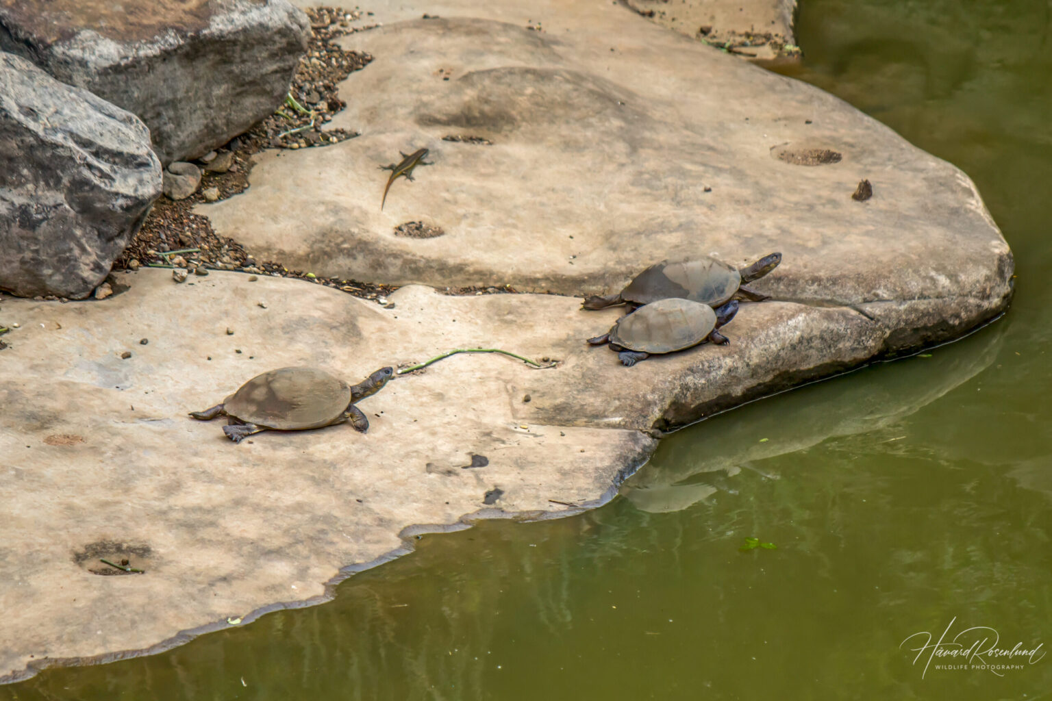 Serrated Hinged Terrapin (Pelusios sinuatus) @ Hluhlwe-iMfolozi Park, South Africa. Photo: Håvard Rosenlund