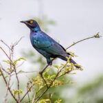 Cape Starling (Lamprotornis nitens) @ Hluhluwe-iMfolozi Park, South Africa. Photo: Håvard Rosenlund