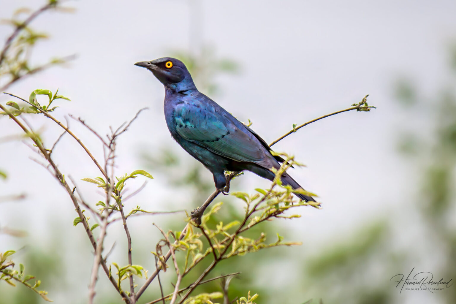 Cape Starling (Lamprotornis nitens) @ Hluhluwe-iMfolozi Park, South Africa. Photo: Håvard Rosenlund