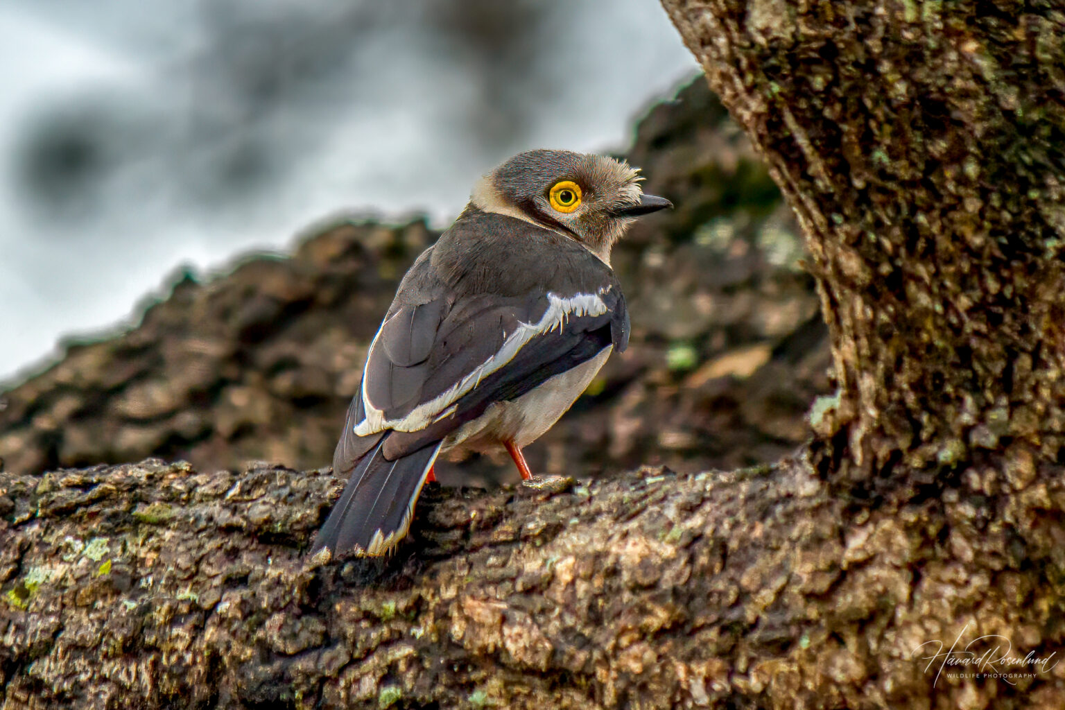 White-crested Helmetshrike (Prionops plumatus) @ Ndumo Game Reserve, South Africa. Photo: Håvard Rosenlund