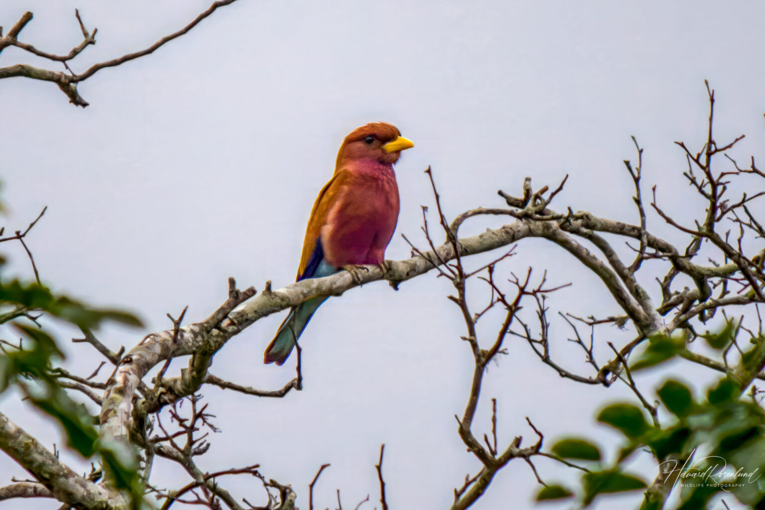 Broad-billed Roller (Eurystomus glaucurus) @ Tembe Elephant Park, South Africa. Photo: Håvard Rosenlund
