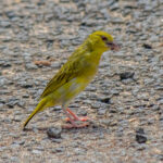 Eastern Golden Weaver (Ploceus subaureus) - Female @ St Lucia Estuary, South Africa. Photo: Håvard Rosenlund