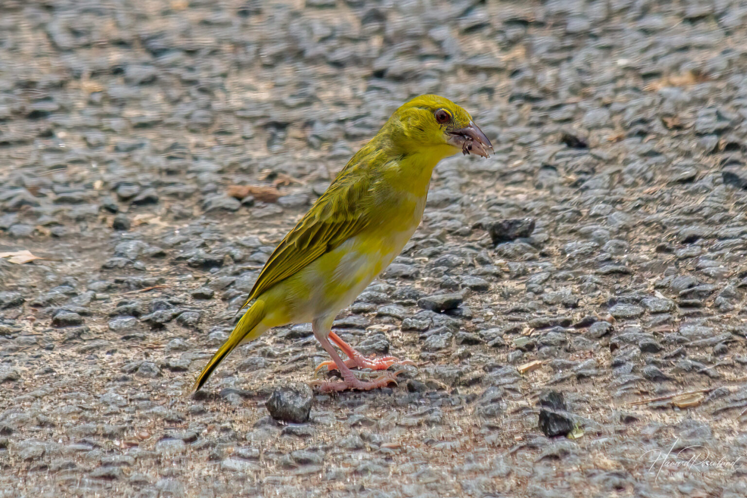 Eastern Golden Weaver (Ploceus subaureus) - Female @ St Lucia Estuary, South Africa. Photo: Håvard Rosenlund