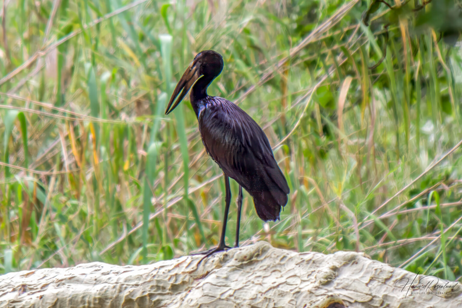 African Openbill (Anastomus lamelligerus) @ Ndumo Game Reserve, South Africa. Photo: Håvard Rosenlund