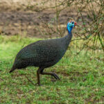 Helmeted Guineafowl (Numida meleagris) @ Ndumo Game Reserve, South Africa. Photo: Håvard Rosenlund