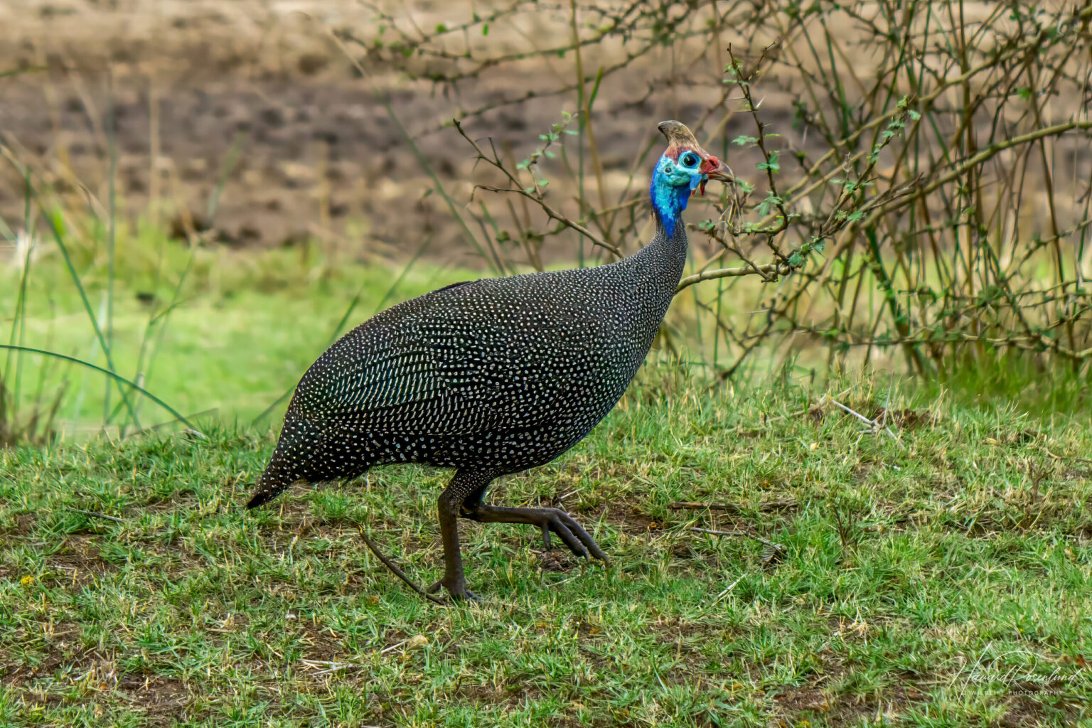 Helmeted Guineafowl (Numida meleagris) @ Ndumo Game Reserve, South Africa. Photo: Håvard Rosenlund