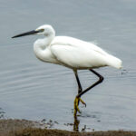 Little Egret (Egretta garzetta) @ Ndumo Game Reserve, South Africa. Photo: Håvard Rosenlund