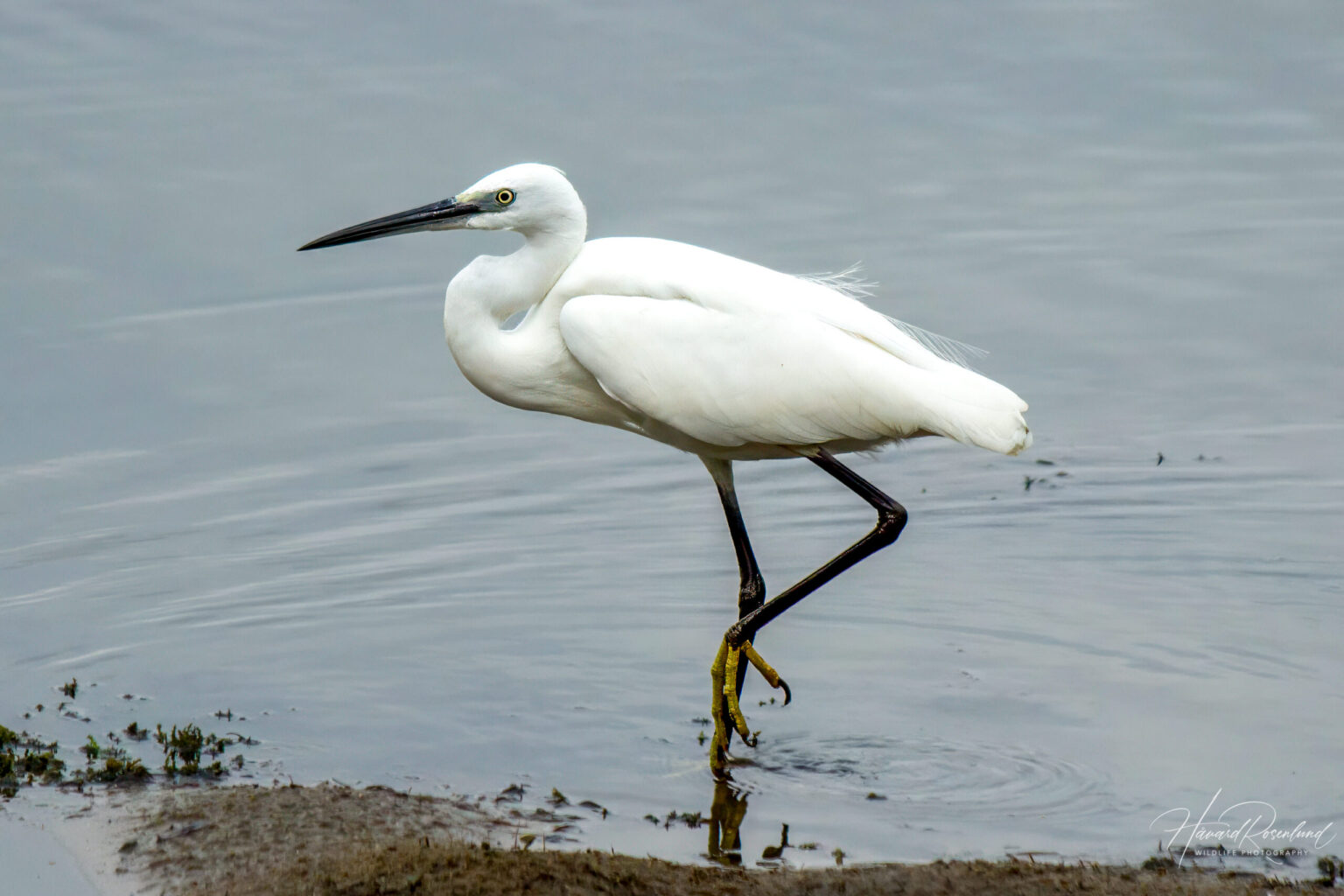 Little Egret (Egretta garzetta) @ Ndumo Game Reserve, South Africa. Photo: Håvard Rosenlund