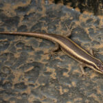 African Striped Skink (Trachylepis striata) @ Somkhanda Game Reserve, South Africa. Photo: Håvard Rosenlund