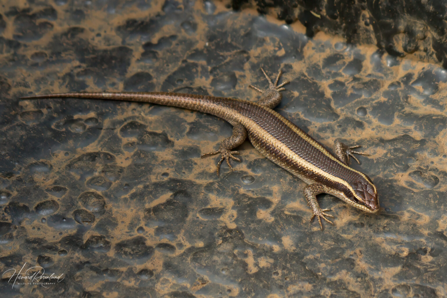 African Striped Skink (Trachylepis striata) @ Somkhanda Game Reserve, South Africa. Photo: Håvard Rosenlund
