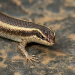 African Striped Skink (Trachylepis striata) @ Somkhanda Game Reserve, South Africa. Photo: Håvard Rosenlund