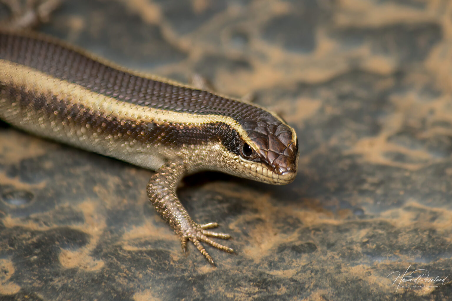 African Striped Skink (Trachylepis striata) @ Somkhanda Game Reserve, South Africa. Photo: Håvard Rosenlund