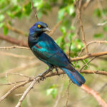 Cape Starling (Lamprotornis nitens) @ Hluhluwe-iMfolozi Park, South Africa. Photo: Håvard Rosenlund