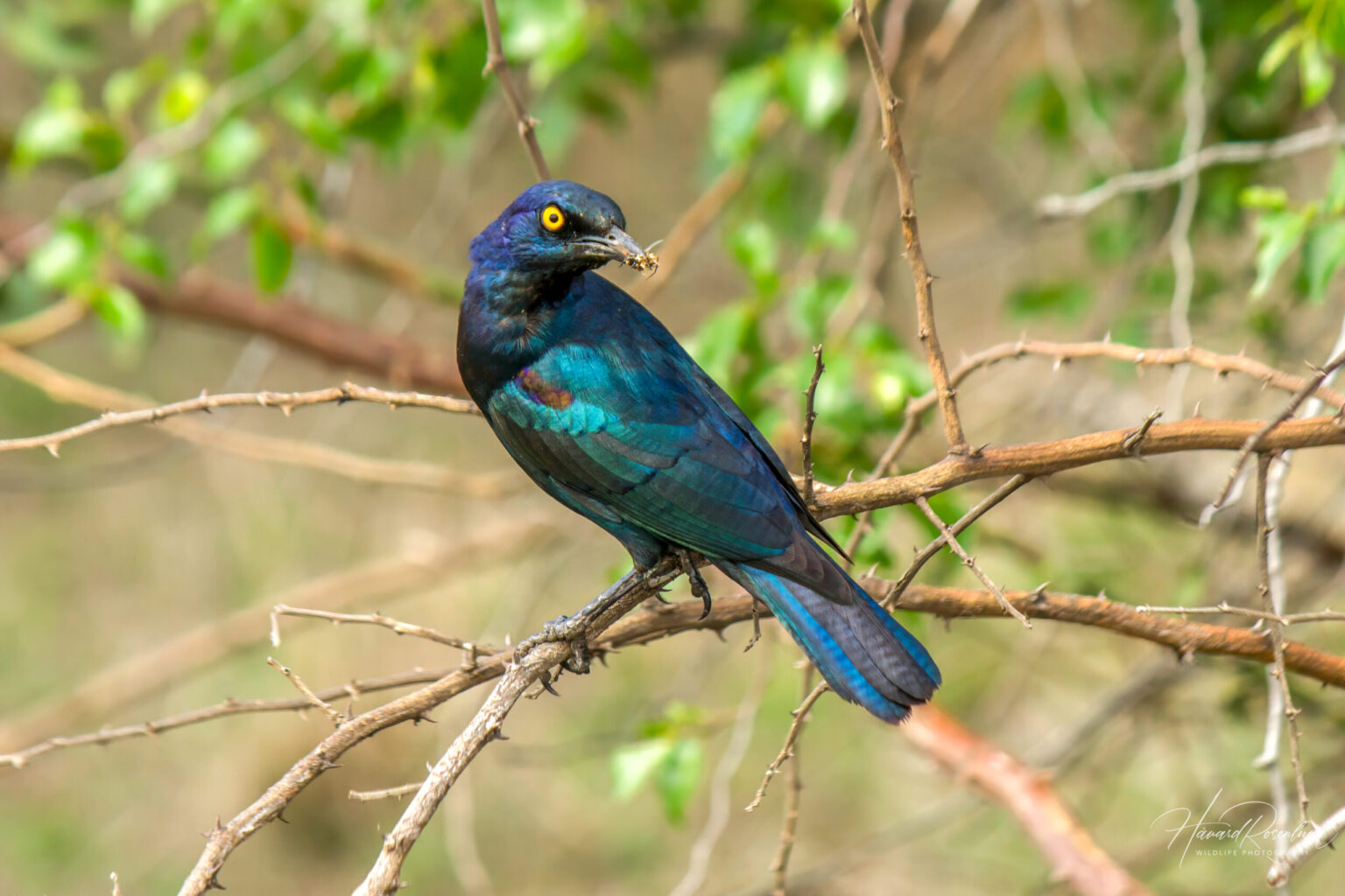 Cape Starling (Lamprotornis nitens) @ Hluhluwe-iMfolozi Park, South Africa. Photo: Håvard Rosenlund