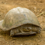 Serrated Hinged Terrapin (Pelusios sinuatus) @ Phinda Private Game Reserve, South Africa. Photo: Håvard Rosenlund