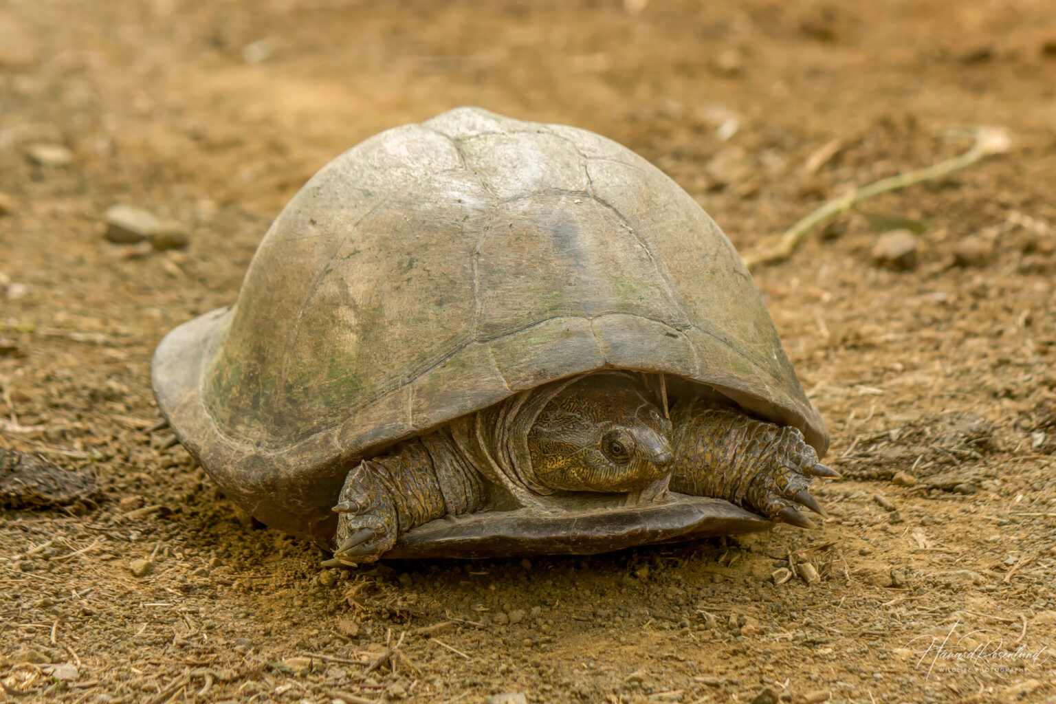 Serrated Hinged Terrapin (Pelusios sinuatus) @ Phinda Private Game Reserve, South Africa. Photo: Håvard Rosenlund