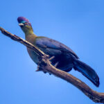 Purple-crested Turaco (Gallirex porphyreolophus) @ St Lucia Estuary, South Africa. Photo: Håvard Rosenlund