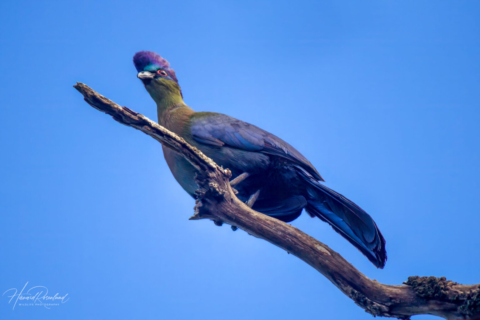 Purple-crested Turaco (Gallirex porphyreolophus) @ St Lucia Estuary, South Africa. Photo: Håvard Rosenlund