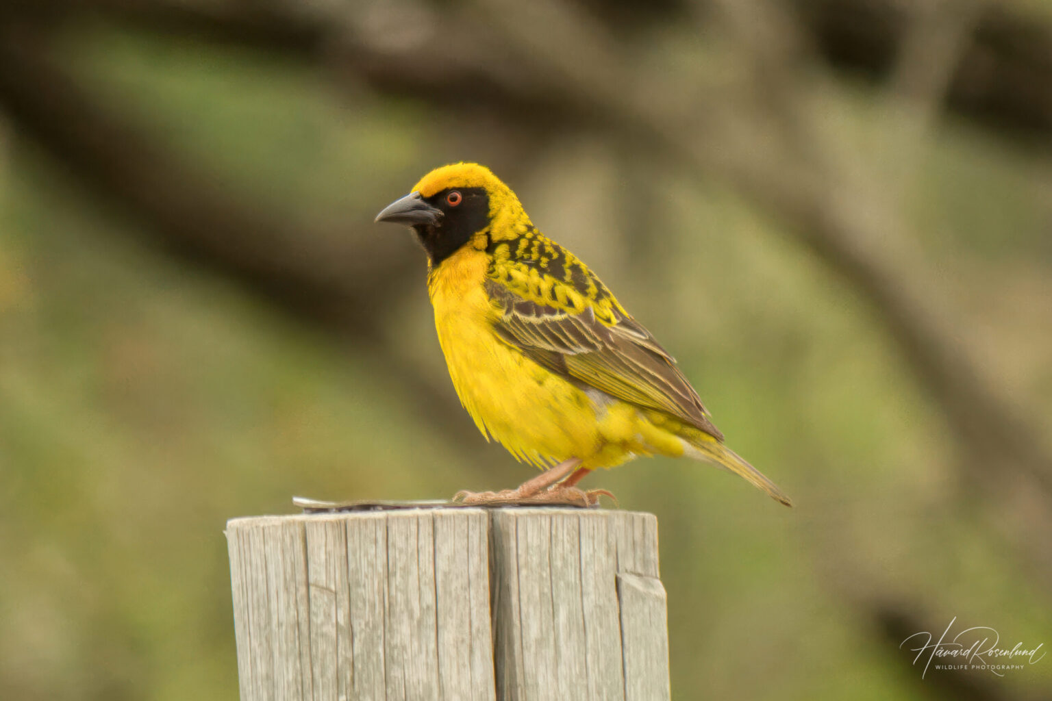 Village Weaver (Ploceus cucullatus) @ Phinda Private Game Reserve, South Africa. Photo: Håvard Rosenlund