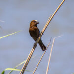 Thick-billed Weaver (Amblyospiza albifrons) - Male @ St Lucia Estuary, South Africa. Photo: Håvard Rosenlund