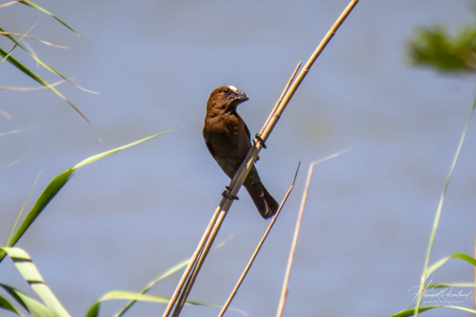 Thick-billed Weaver (Amblyospiza albifrons) - Male @ St Lucia Estuary, South Africa. Photo: Håvard Rosenlund