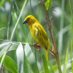 Eastern Golden Weaver @ St Lucia Estuary, South Africa. Photo: Håvard Rosenlund