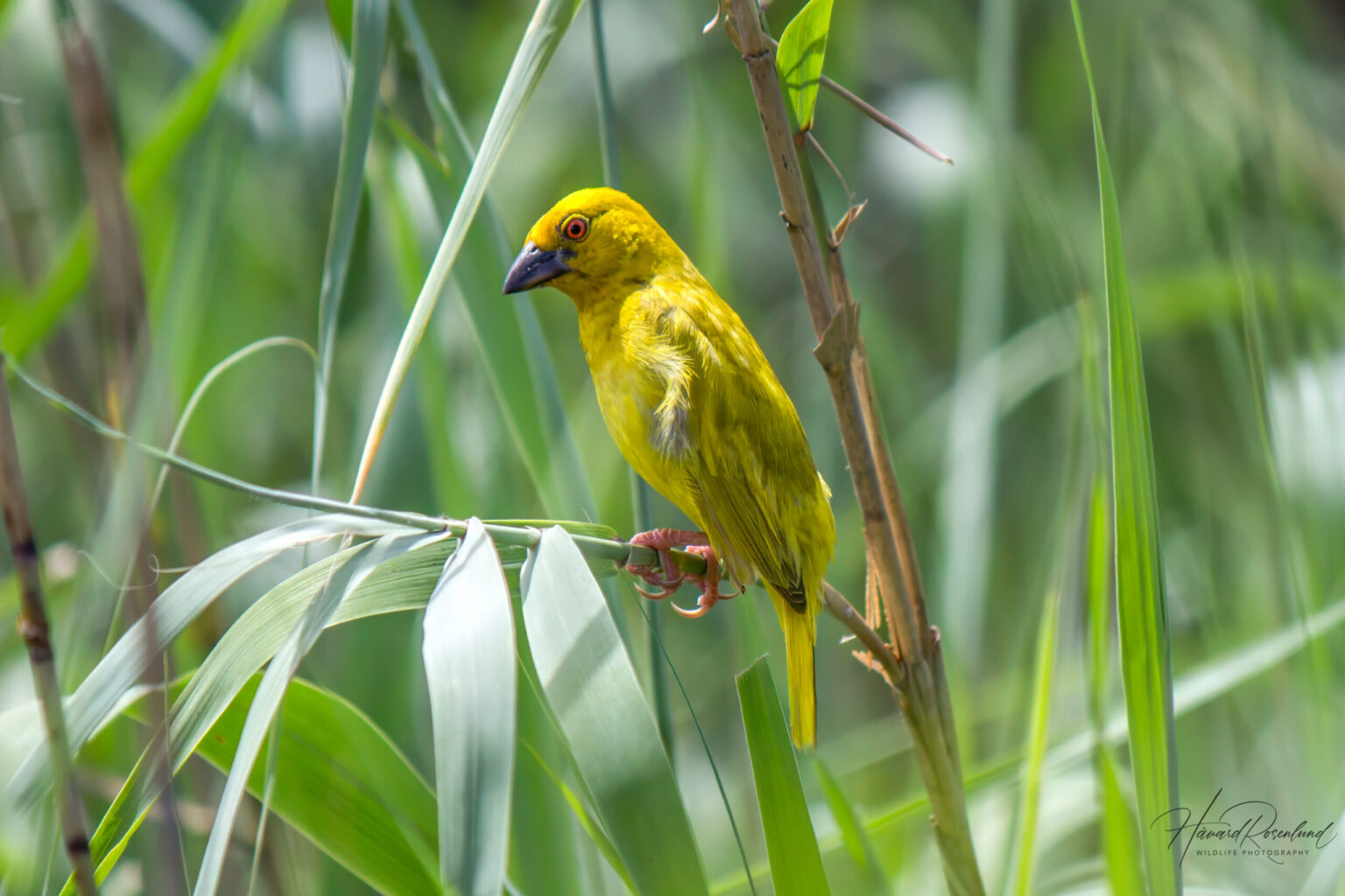 Eastern Golden Weaver @ St Lucia Estuary, South Africa. Photo: Håvard Rosenlund