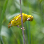 Eastern Golden Weaver (Ploceus subaureus) @ St Lucia Estuary, South Africa. Photo: Håvard Rosenlund