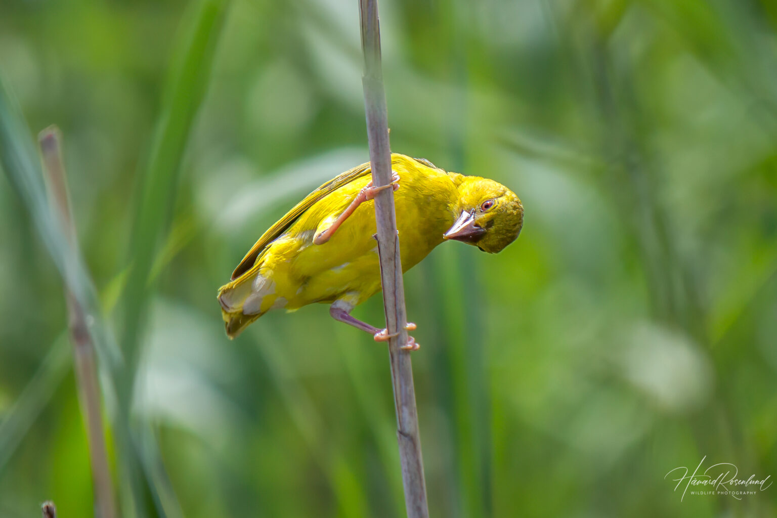 Eastern Golden Weaver (Ploceus subaureus) @ St Lucia Estuary, South Africa. Photo: Håvard Rosenlund