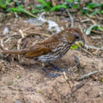 Thick-billed Weaver (Amblyospiza albifrons) - Female @ St Lucia Estuary, South Africa. Photo: Håvard Rosenlund