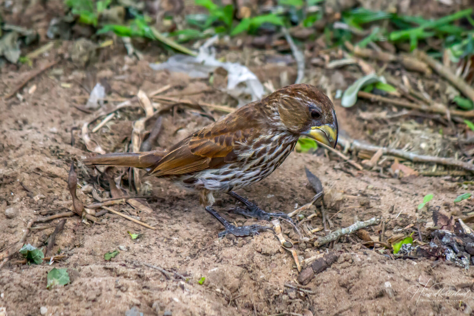 Thick-billed Weaver (Amblyospiza albifrons) - Female @ St Lucia Estuary, South Africa. Photo: Håvard Rosenlund