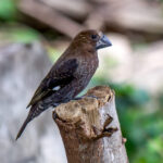 Thick-billed Weaver (Amblyospiza albifrons) - Male @ St Lucia Estuary, South Africa. Photo: Håvard Rosenlund