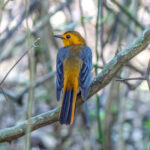 Red-capped Robin-Chat (Cossypha natalensis) @ St Lucia Estuary, South Africa. Photo: Håvard Rosenlund