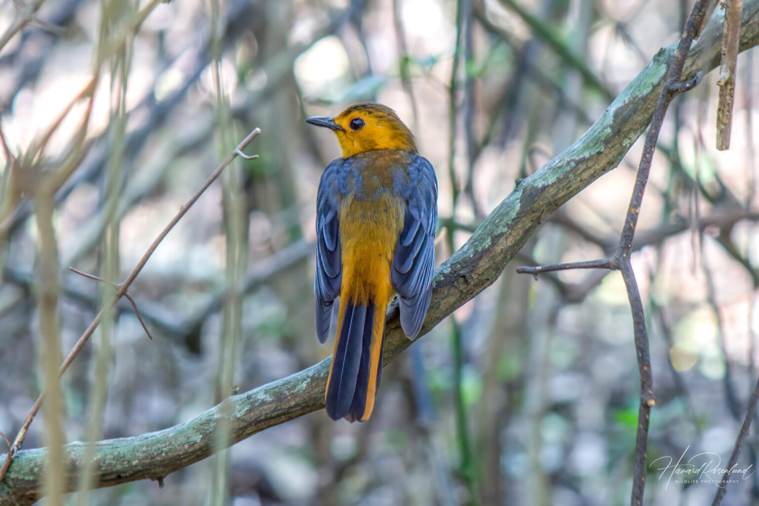 Red-capped Robin-Chat (Cossypha natalensis) @ St Lucia Estuary, South Africa. Photo: Håvard Rosenlund