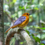 Red-capped Robin-Chat (Cossypha natalensis) @ St Lucia Estuary, South Africa. Photo: Håvard Rosenlund