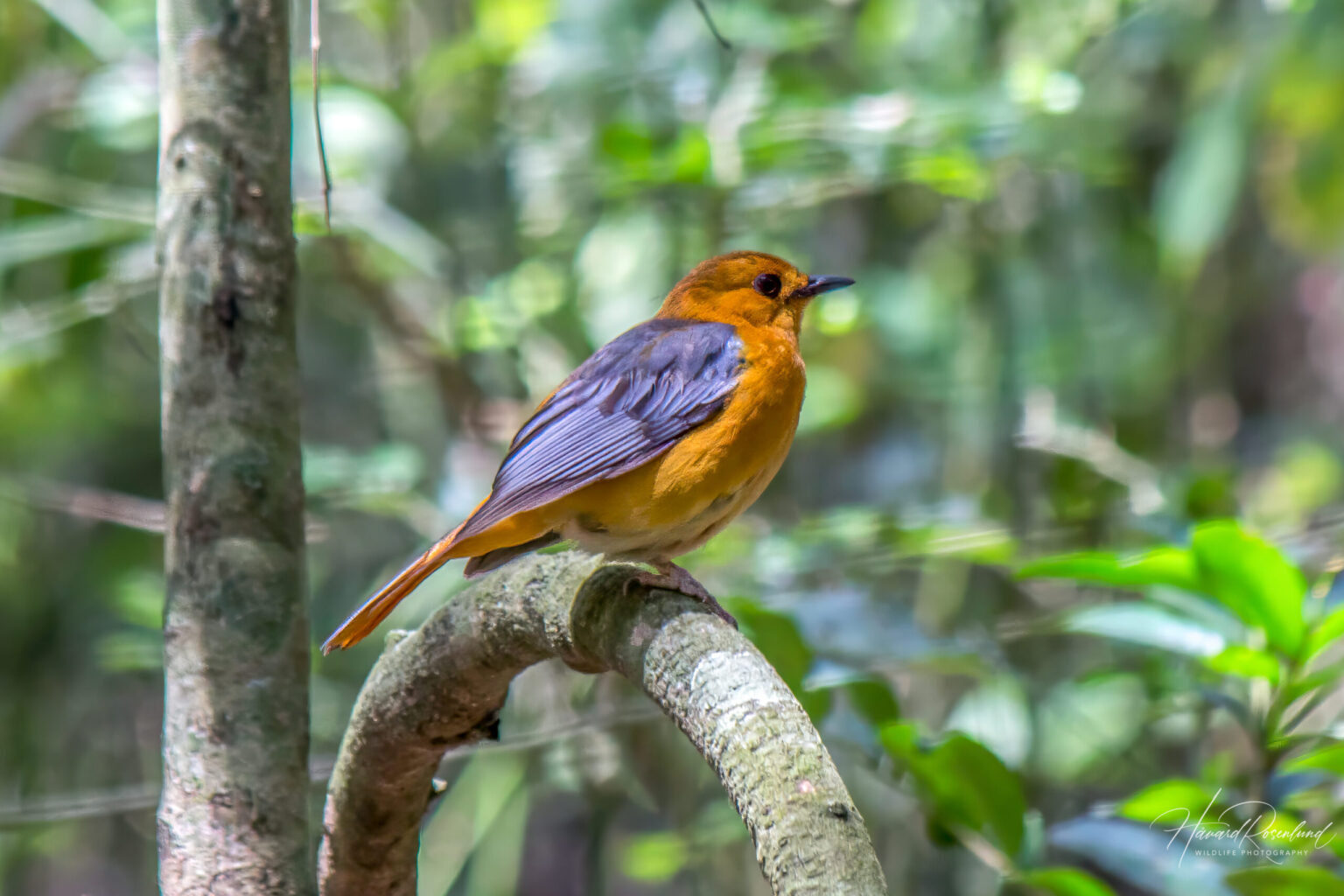 Red-capped Robin-Chat (Cossypha natalensis) @ St Lucia Estuary, South Africa. Photo: Håvard Rosenlund