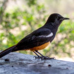 Mocking Cliff-Chat (Thamnolaea cinnamomeiventris) - Male @ Hluhluwe-iMfolozi Park, South Africa. Photo: Håvard Rosenlund