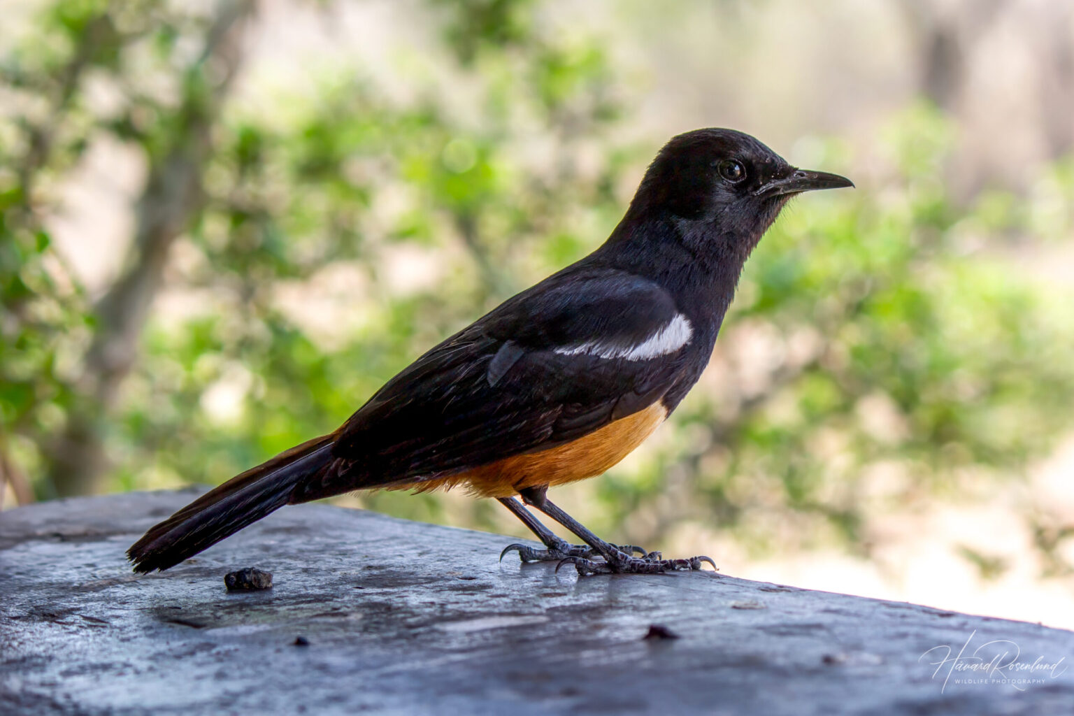 Mocking Cliff-Chat (Thamnolaea cinnamomeiventris) - Male @ Hluhluwe-iMfolozi Park, South Africa. Photo: Håvard Rosenlund