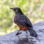 Mocking Cliff-Chat (Thamnolaea cinnamomeiventris) - Female @ Hluhluwe-iMfolozi Park, South Africa. Photo: Håvard Rosenlund